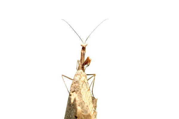Mantis Mantis Religiosa Sentado Ramo Isolado Branco Vista Para Frente — Fotografia de Stock