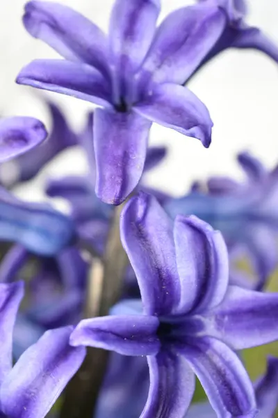 Hiacinto Violeta Hyacinthus Orientalis Floresce Jardim Maio Flor Exuberante Azul — Fotografia de Stock