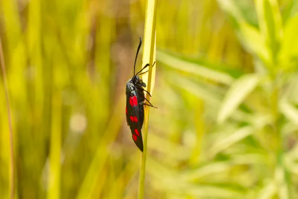 Крупный План Черно Крылатой Бабочки Мотылька Красными Пятнами Названием Zygaena — стоковое фото