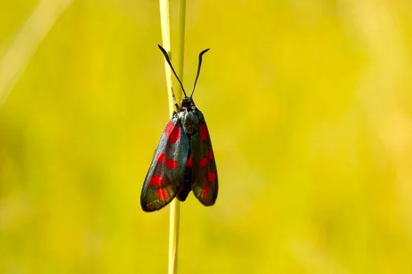 Крупный План Черно Крылатой Бабочки Мотылька Красными Пятнами Названием Zygaena — стоковое фото