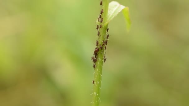 Individual Representatives Aphid Family Crawl Green Stalk Grass Remaining Insects — Stockvideo