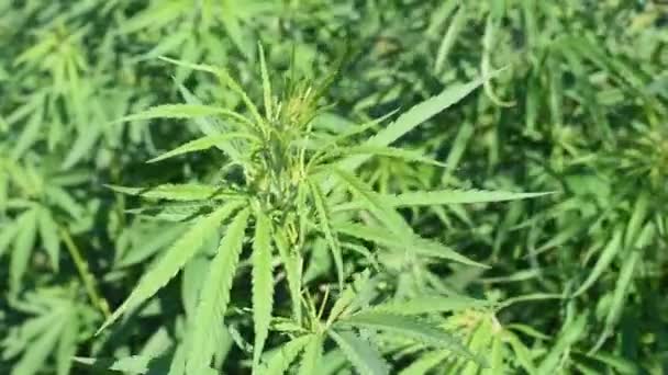Bush Hemp Cannabis Green Leaves Swaying Wind — Stok video