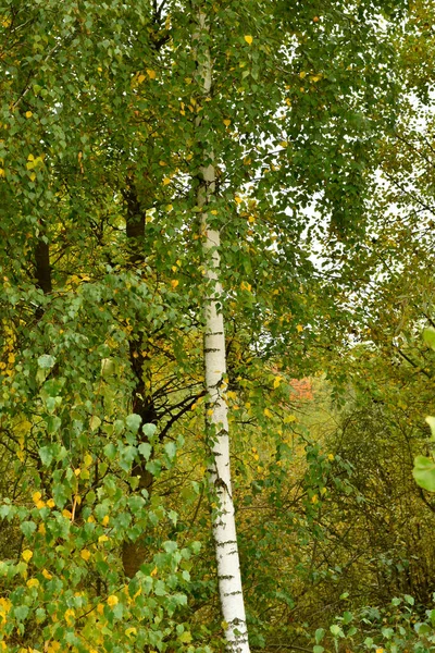 Natural autumn landscape. The leaves of the crown of a young birch tree began to turn yellow.