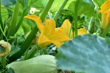 Kabak çalısına yakın plan, büyük sarı zambak şekilli çiçekler ve yeşil meyveli.