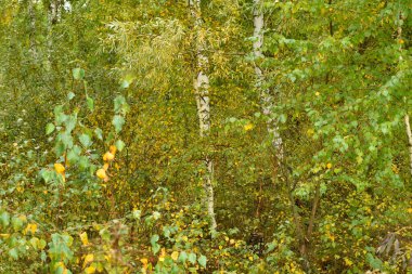 Sonbaharda yaprak döken ormanda yoğun çalılıklar sararır..