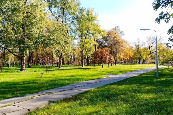 Осенью Окрашены Листья Деревьев Парке Желтый Цвет Стоковое Фото