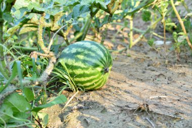 Açık arazide karpuz yetiştiriyorlar. Karpuzlar tarlada yetişir. Tarım endüstrisi. Yüksek kalite fotoğraf