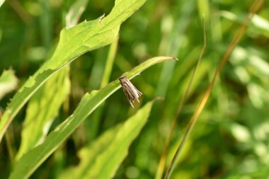Kelebeğin larvaları, Psyche casta, yeşil bir yaprağın üzerinde..