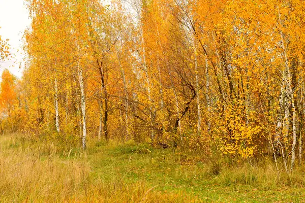 Autumn Landscape Which Shows Grove Young Birch Trees Yellow Crowns — Stock Photo, Image