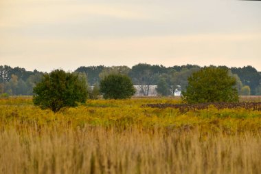 Sonbahar. Doğa manzarası. Tarladaki kuru otlar sarardı..