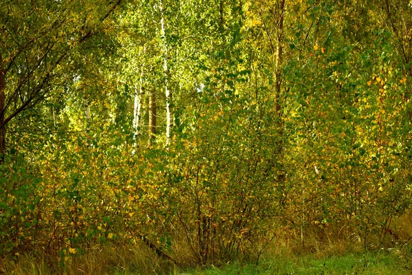 Grove Young Trees Early Autumn Leaves Trees Began Turn Yellow — Stock Photo, Image