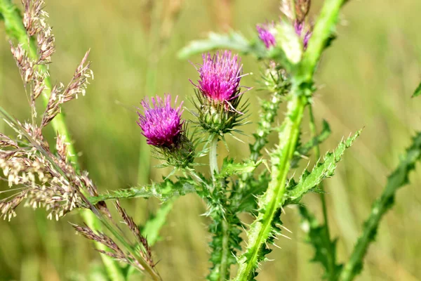 Close Pink Thistle Flowers Growing Stems Spines Blurred Green Background Royalty Free Stock Images