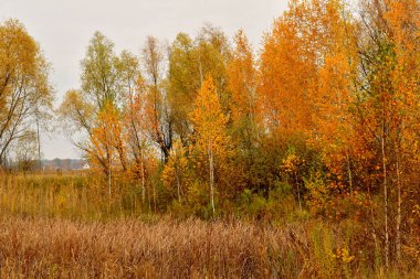 Genç huş ağaçları, kavak ağaçları, yaprak döken karanfiller yaprakların rengini değiştirdiler, sarı oldular..