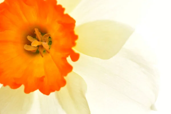 Zbliżenie Narcyza Kwiat Białymi Płatkami Centrum Pomarańczy — Zdjęcie stockowe