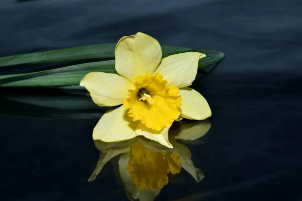 一朵带黄色花瓣的水仙花躺在黑暗的背景上 反射出它的光芒 — 图库照片