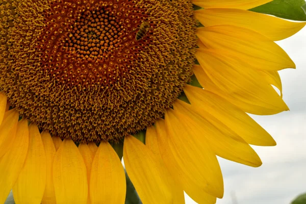 The picture shows a yellow sunflower basket formed by seeds and petals.