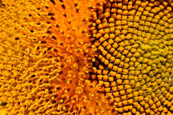 Texture drawing created close-up of a basket of a blooming sunflower.