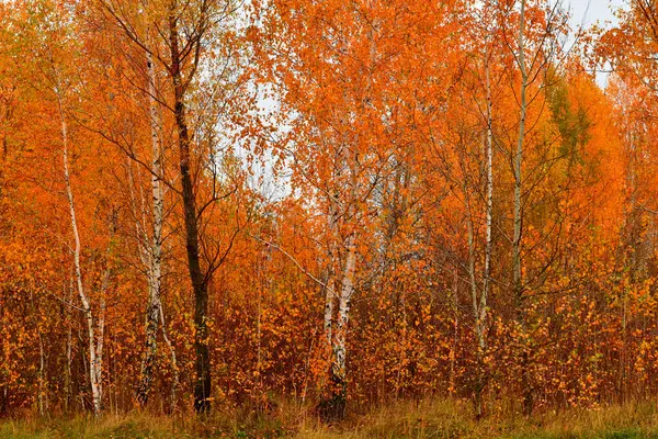 Natuurlijk Landschap Kronen Van Bomen Het Bos Werden Geel — Stockfoto