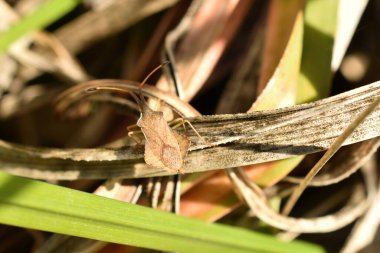 Sınır böceği ya da kuş kalkanı böceği güneşin ışınları altında kuru bir yaprağın üzerinde oturur..