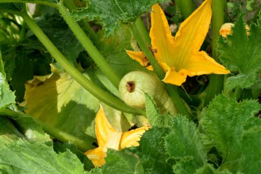 Kabak ve portakal çiçeği kabak çalılarının arasında yetişir..