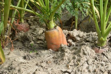 Bahçe yatağında büyüyen havuçlar, kök ekinleri ve tepeler..