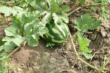 Bahçedeki karpuz fidanlığı ve bahçedeki bir bitkinin sapında çizgili karpuz..