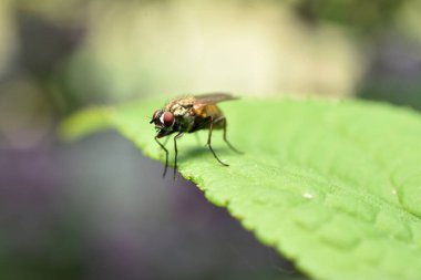 Yaygın bir sinek, yakın plan, geniş bir çimen yaprağında oturur, üstten görünür..