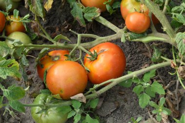 Olgun kırmızı domatesler domates çalılarının dallarında asılı, çalılar yerde yatıyor..
