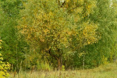 Ağaçların taçları, sonbaharın başlangıcıyla sararmaya başlayan bir duvar oluşturdu..