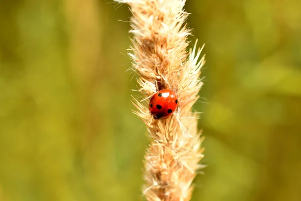 一只普通的瓢虫带着七点在草地上爬行 — 图库照片