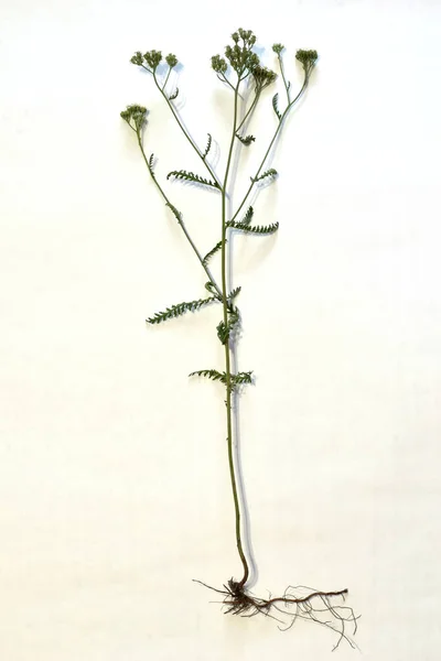Fundo Branco Grama Yarrow Nobre Suas Flores Folhas Caule Sistema — Fotografia de Stock