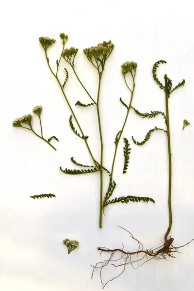 Een Witte Achtergrond Gras Yarrow Bloemen Bladeren Stengel Wortel Systeem — Stockfoto