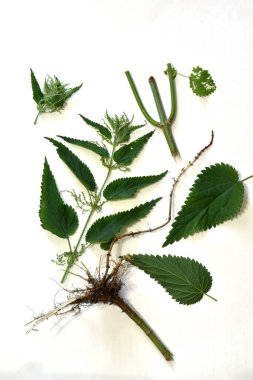 Beyaz bir arka planda çimenler üzerinde Nettle dioica, çiçekleri, yaprakları, kök ve kök sistemi.