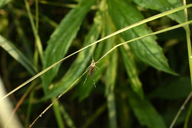 Bir sivrisineğin fotoğrafı, dinlenmek için çimlerin üzerine oturmuş..