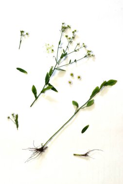 Beyaz arka planda izole edilmiş beyaz papatya buketi. Papatya çayı. Bahar ya da yaz çiçekleri. Bir buket güzel kokulu çiçek. Botanik. Tatil konsepti. Yüksek kalite fotoğraf