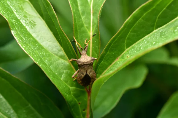 Squash bug Coreus marginatus. Dock bug Coreus marginatus on a green leaf of grass. High quality photo