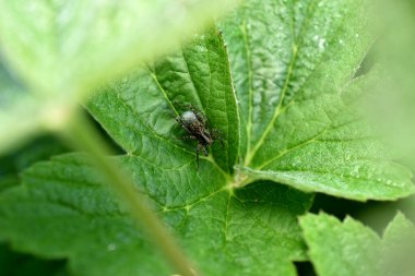 Gri dişi bir Pardosa Milvina örümceği larvalarıyla birlikte bir top taşıyor..