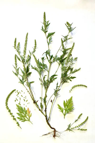 Ambrosiabuskar Ambrosia Artemisiifolia Orsakar Allergier Sommaren Och Hösten Ambrosia Farligt — Stockfoto