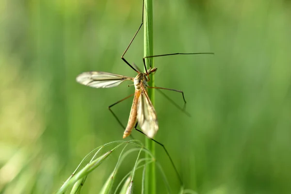 stock image Close up of a snark, Tipuloidea, with long legs and wings, against a green background in nature. High quality photo