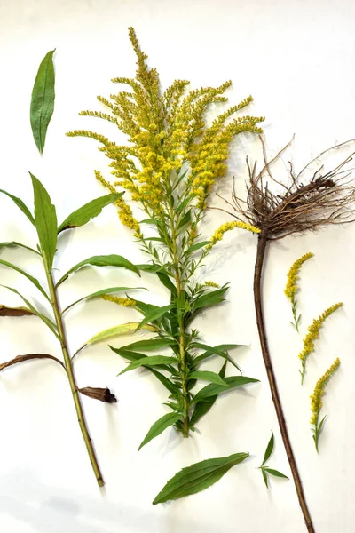 Flores Caule Raiz Goldenrod Solidago Gigantea Isolado Branco Tutorial Herbário — Fotografia de Stock