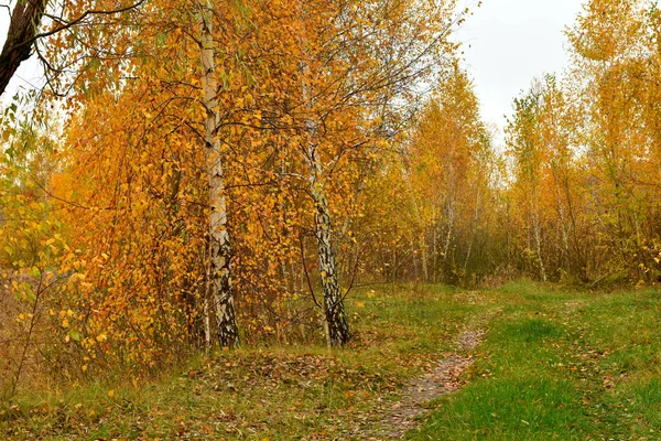 Tall Trees Yellow Leaves Rural Road Runs Next Trees — Stock Photo, Image