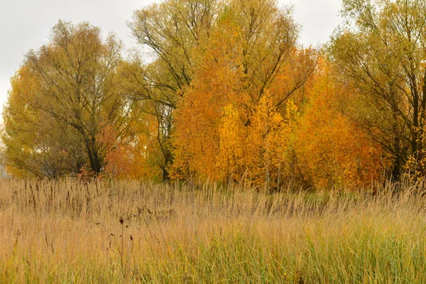Autumn Landscape Edge Field Trees Whose Leaves Have Turned Yellow — Stock Photo, Image