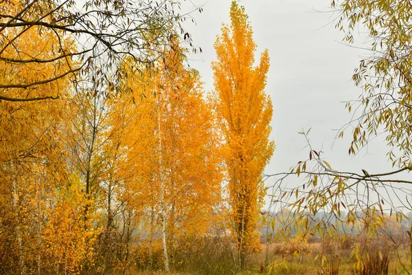 Autumn Landscape Tall Trees Yellow Leaves Gray Sky — Stock Photo, Image