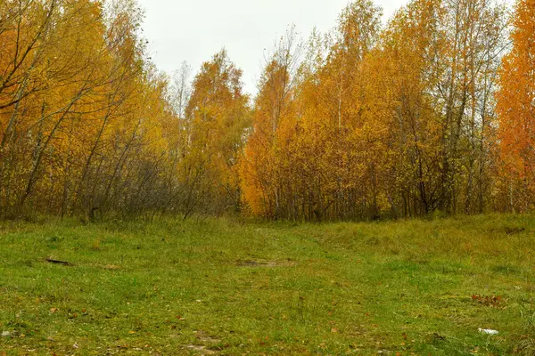 秋の風景 木や茂みの葉は秋に黄色くなりました — ストック写真