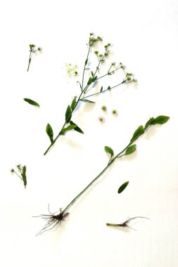 Beyaz arka planda izole edilmiş beyaz papatya buketi. Papatya çayı. Bahar ya da yaz çiçekleri. Bir buket güzel kokulu çiçek. Botanik. Tatil konsepti. Yüksek kalite fotoğraf