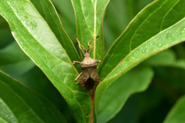 Kabak böceği Coreus Marginatus. Dock böceği Coreus marginatus yeşil bir çimen yaprağında. Yüksek kalite fotoğraf