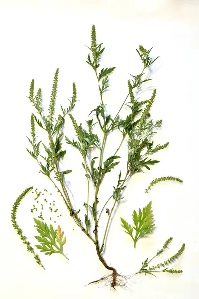 앰브로시아 Ambrosia Artemisiifolia는 여름과 가을에 알레르기를 유발합니다 암브로시아는 위험한 잡초입니다 — 스톡 사진