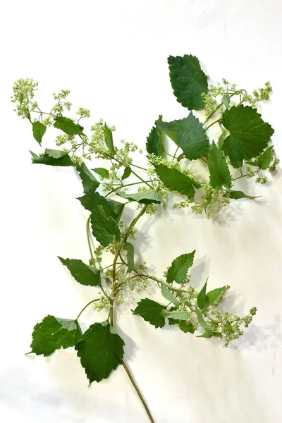 Ivy Leaves Isolated White Background High Quality Photo — Stock Photo, Image