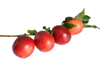 Olgun erik meyveleri ve yeşil yapraklı dallar..