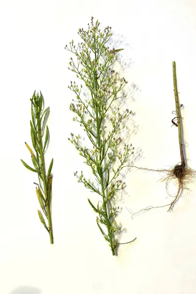 Tutorial Herbarium Conyza Canadensis Bush Isolated White Background — Stock Photo, Image